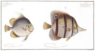 Kugelfisch und Schnabelfisch, veröffentlicht von Black von Andreas Ludwig Kruger