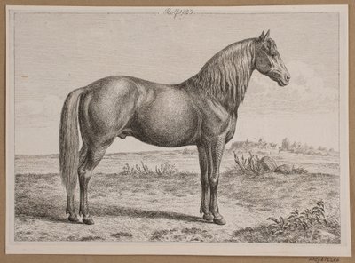 Rolf. Ein Pferd auf der Weide von Andreas Peter Madsen