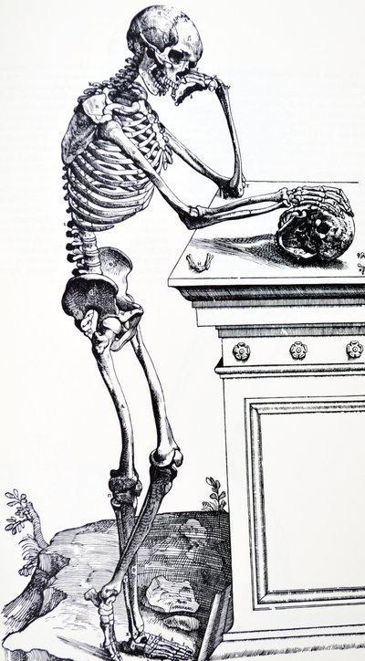 Menschliches Gerippe mit Totenkopf in der Hand. Aus "De Humani Corporis Fabrica" von Vesalius. Möglicher Holzschneider: Jan von Calcar von Andreas Vesalius