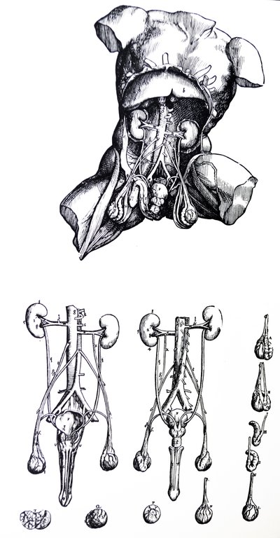 Die Platten aus dem fünften Buch der De Humani Corporis Fabrica von Andreas Vesalius