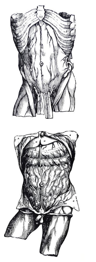 Die Platten aus dem fünften Buch der De Humani Corporis Fabrica von Andreas Vesalius
