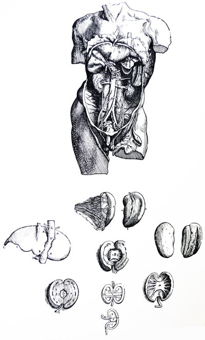 Die Tafeln aus dem fünften Buch der De Humani Corporis Fabrica von Andreas Vesalius