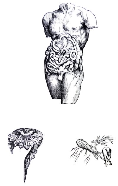 Die Tafeln aus dem fünften Buch der De Humani Corporis Fabrica von Andreas Vesalius