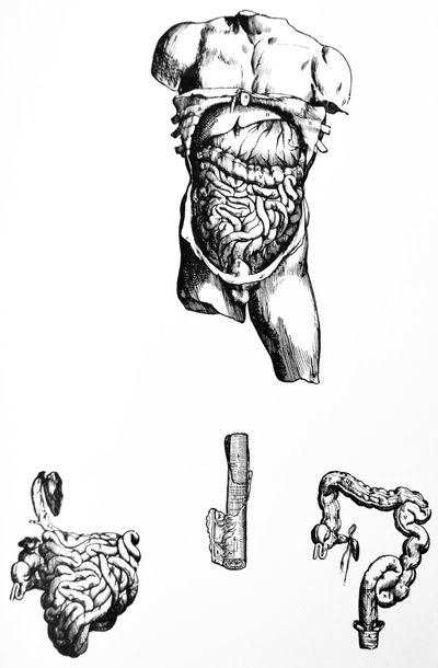 Die Platten aus dem fünften Buch der De Humani Corporis Fabrica von Andreas Vesalius