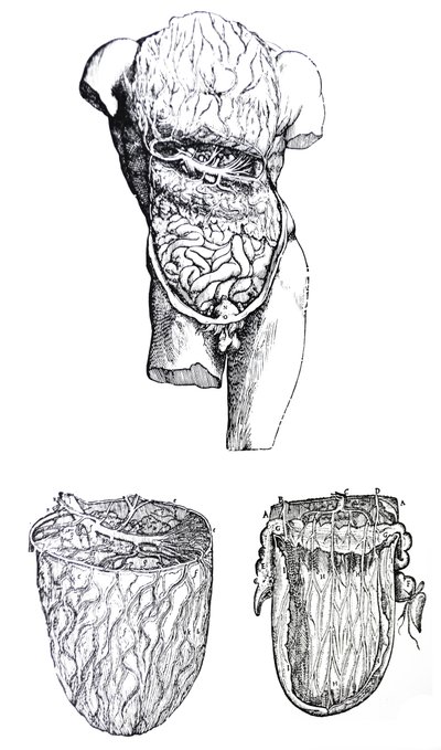 Die Platten aus dem fünften Buch der De Humani Corporis Fabrica von Andreas Vesalius