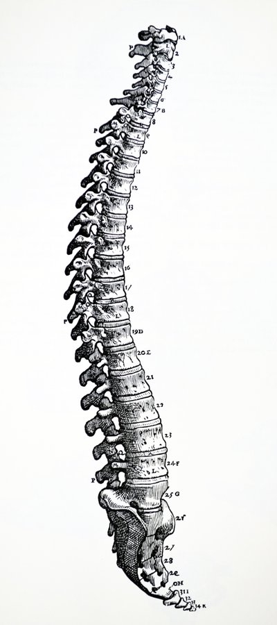 Die Platten aus dem ersten Buch der De Humani Corporis Fabrica von Andreas Vesalius