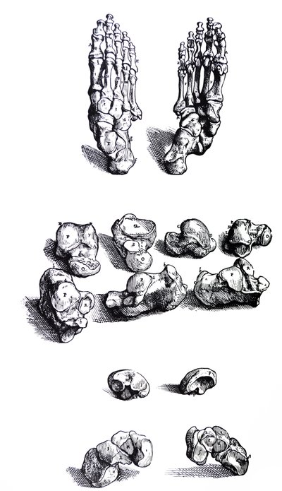 Die Tafeln aus dem ersten Buch der De Humani Corporis Fabrica von Andreas Vesalius