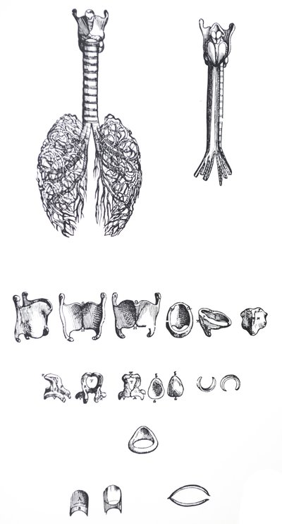 Die Tafeln aus dem ersten Buch der De Humani Corporis Fabrica von Andreas Vesalius