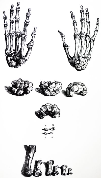 Die Tafeln aus dem ersten Buch der De Humani Corporis Fabrica von Andreas Vesalius