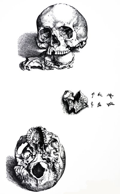 Die Platten aus dem ersten Buch der De Humani Corporis Fabrica von Andreas Vesalius