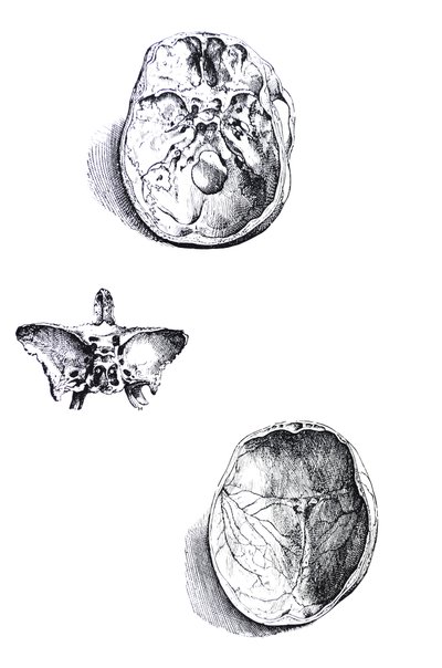Die Tafeln aus dem ersten Buch der De Humani Corporis Fabrica von Andreas Vesalius