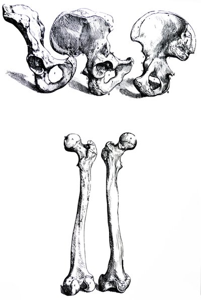 Die Platten aus dem ersten Buch der De Humani Corporis Fabrica von Andreas Vesalius