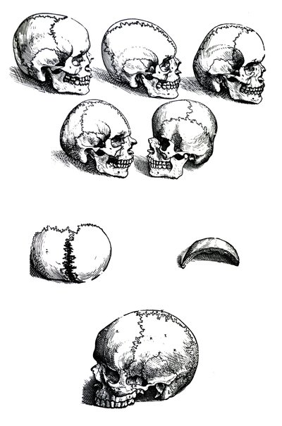Die Tafeln aus dem ersten Buch der De Humani Corporis Fabrica von Andreas Vesalius (1514-1564) von Andreas Vesalius