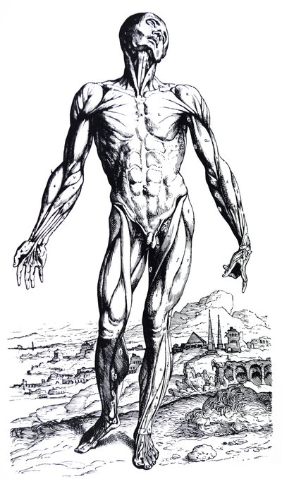 Die Platten aus dem zweiten Buch der De Humani Corporis Fabrica von Andreas Vesalius