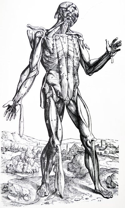 Die Tafeln aus dem zweiten Buch der De Humani Corporis Fabrica von Andreas Vesalius
