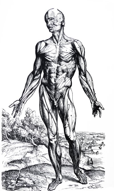 Die Tafeln aus dem zweiten Buch der De Humani Corporis Fabrica von Andreas Vesalius