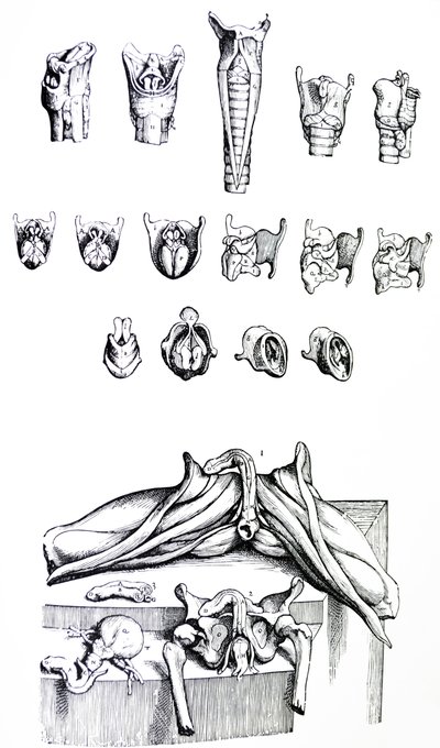 Die Platten aus dem zweiten Buch der De Humani Corporis Fabrica von Andreas Vesalius