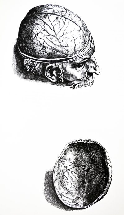 Die Platten aus dem siebten Buch der De Humani Corporis Fabrica von Andreas Vesalius