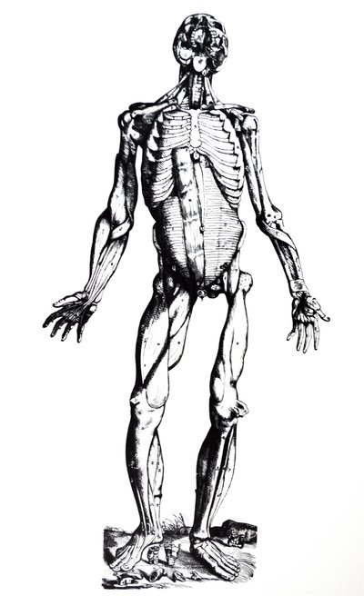 Die Platten aus dem siebten Buch der De Humani Corporis Fabrica von Andreas Vesalius