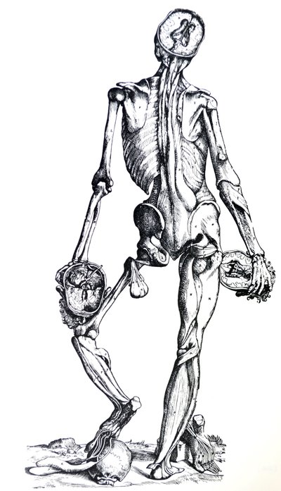 Die Platten aus dem siebten Buch der De Humani Corporis Fabrica von Andreas Vesalius