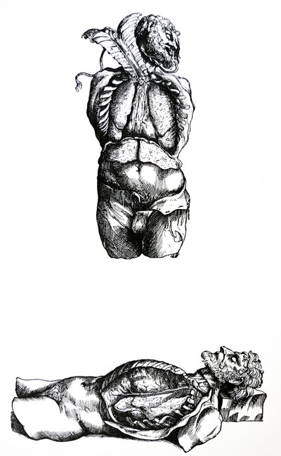 Die Tafeln aus dem sechsten Buch der De Humani Corporis Fabrica von Andreas Vesalius