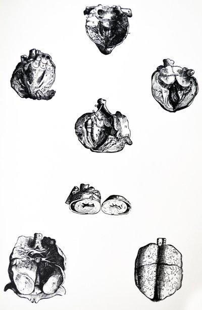Die Tafeln aus dem sechsten Buch der De Humani Corporis Fabrica von Andreas Vesalius