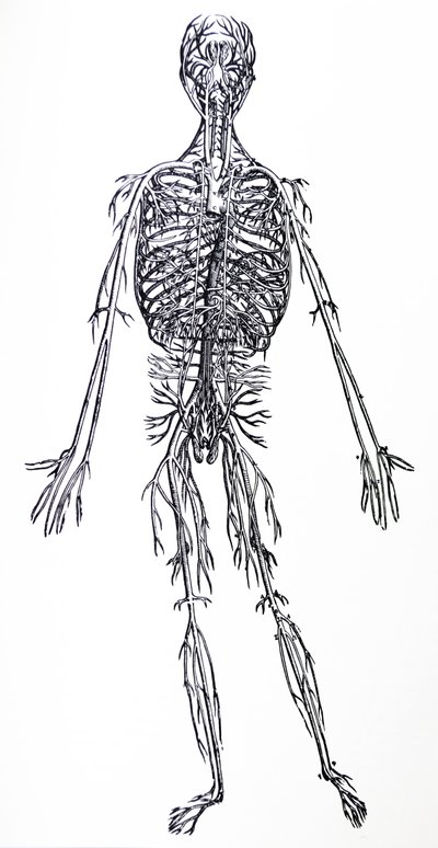 Die Tafeln aus dem dritten Buch der De Humani Corporis Fabrica von Andreas Vesalius