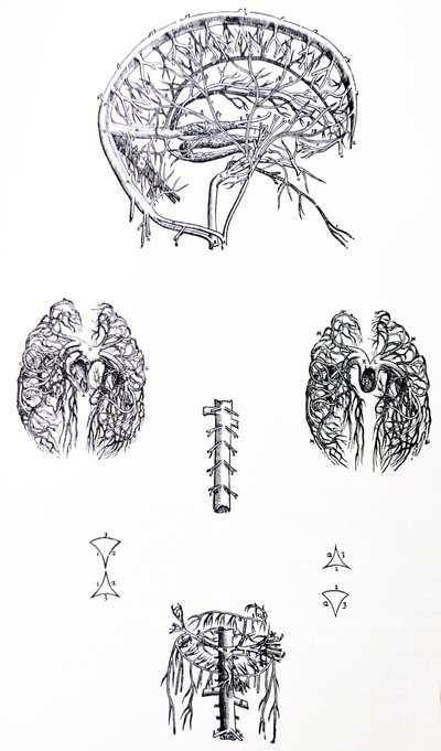 Die Tafeln aus dem dritten Buch der De Humani Corporis Fabrica von Andreas Vesalius