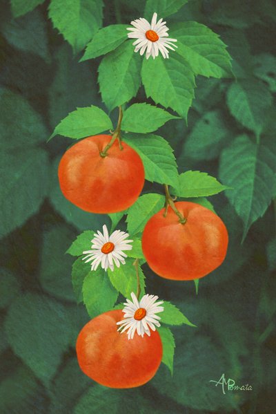 Orangenfrüchte und Gänseblümchen von Angeles M. Pomata