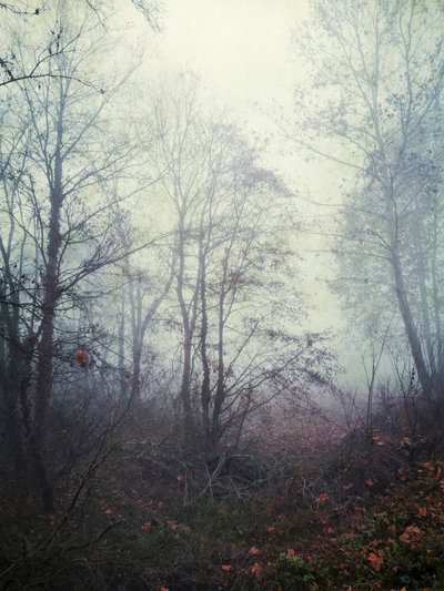 Ätherischer Waldnebel von Angelo Cerantola