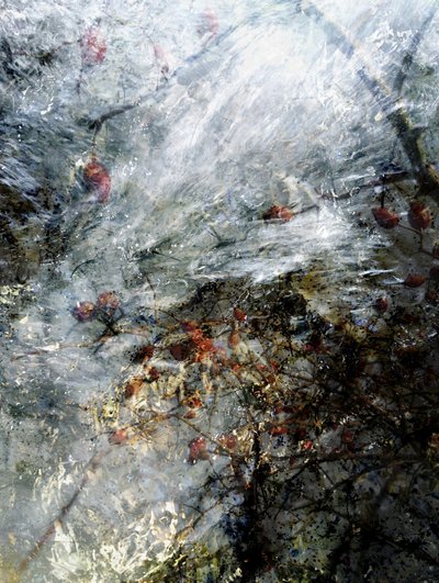 Gefrorene Winterbeeren von Angelo Cerantola