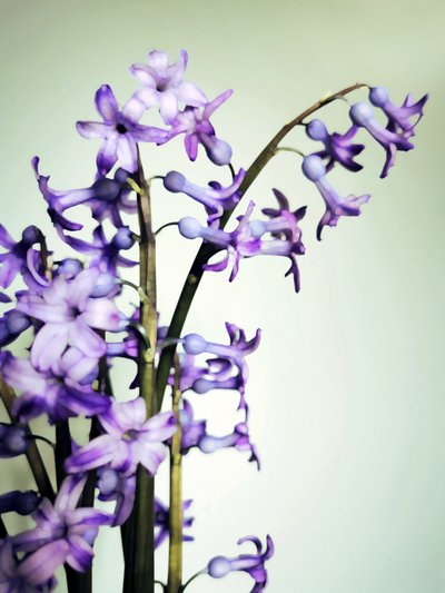 Lila Hyazinthenblüten von Angelo Cerantola