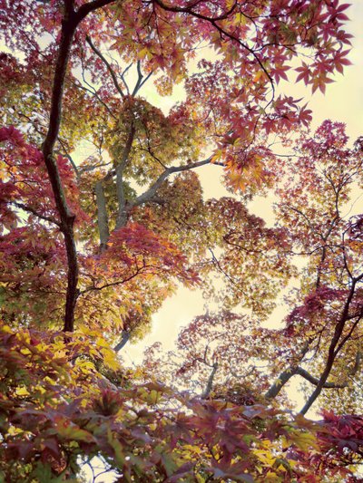 Lebendiges Herbstlaub von Angelo Cerantola