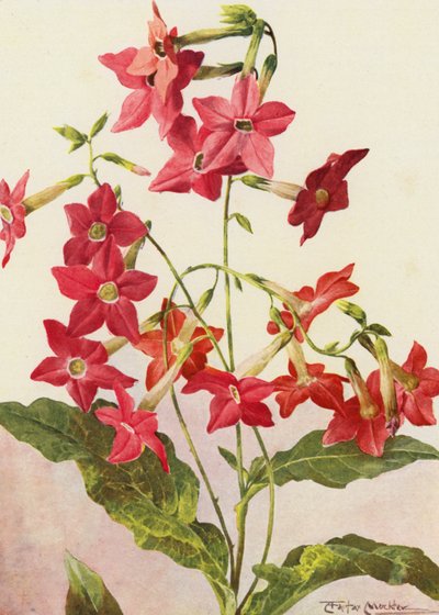 Die schöne Tabakpflanze Nicotiana Sanderae von Angelo Fairfax Muckley