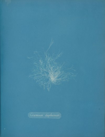 Ceramium diaphanum, ca. 1853 von Anna Atkins