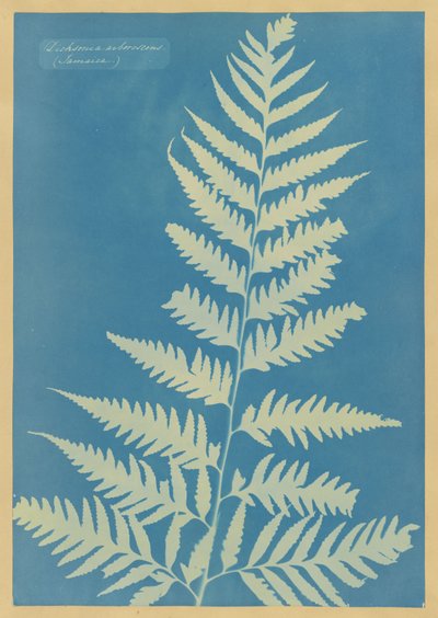  von Anna Atkins