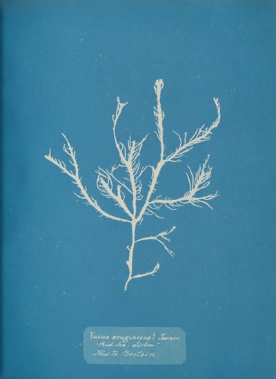 Fucus æruginosus Turner. Med. Meer Sisbon Neu in Großbritannien, ca. 1853 von Anna Atkins