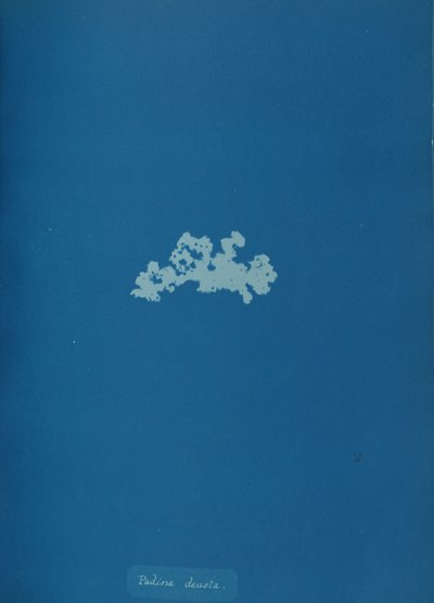 Padina deusta, ca. 1853 von Anna Atkins