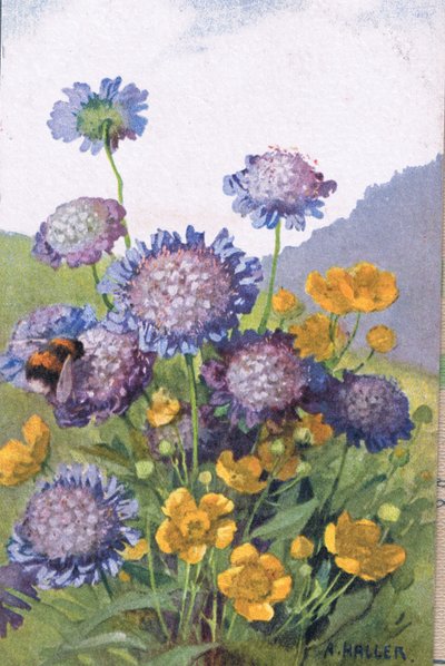 Butterblumen; Kornblumen und Biene, Postkarte, 1940er Jahre von Anna Haller