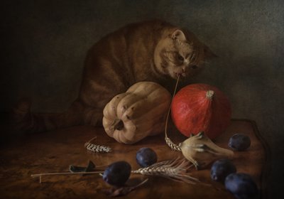 Neugierige Katze Ernte von Anna Petina