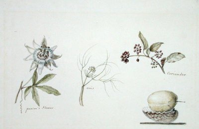 Leidenschaftsblume, Anis und Koriander von Anne Marguerite Hyde de Neuville