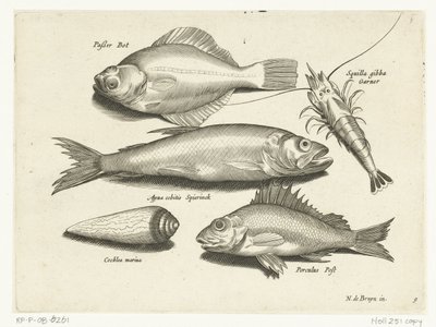 Butt, Garnele, Stint und Barsch (Libelivs varia Genera piscium complectens) von Anonymous