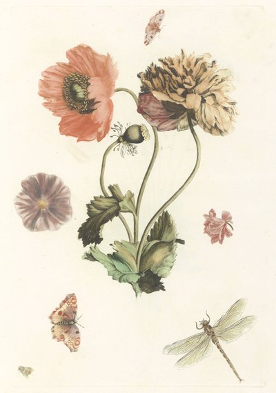 Drei Mohnblumen, zwei Schmetterlinge, eine Fliege und eine Libelle von Anonymous