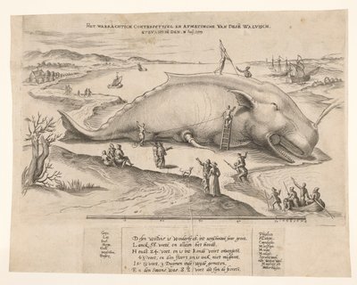 Gestrandeter Wal bei Antwerpen, 1577 von Anonymous