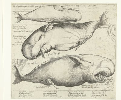 Gestrandeter Wal bei Antwerpen, 1577 von Anonymous