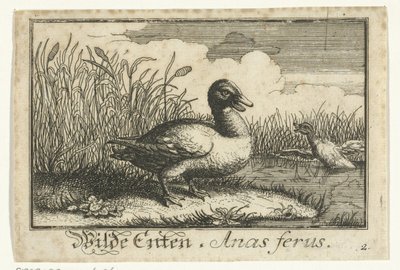 Landschaft mit Wildente von Anonymous