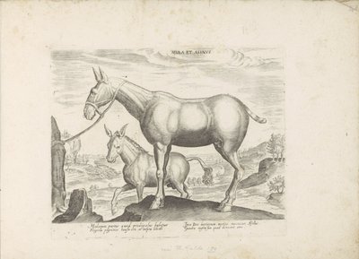 Maultier und Esel von Anonymous