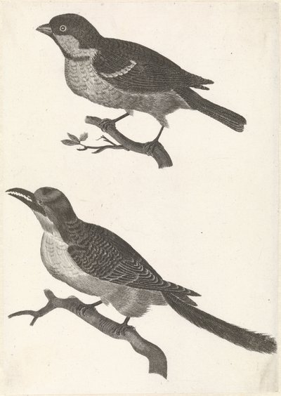 Spatz auf einem Ast nach links, darunter ein Vogel mit gezacktem Schnabel von Anonymous