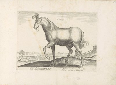 Pferd aus Armenien (Serie) von Anonymous