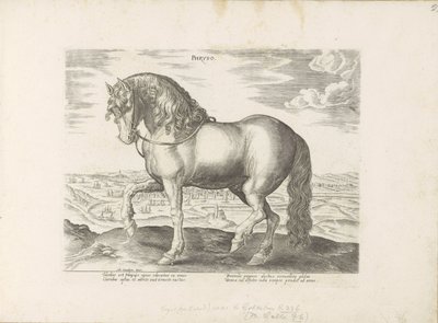 Pferd aus Friesland von Anonymous